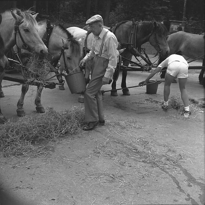 En äldre man med keps och hängslen ger remmalags-hästar vatten ur en hink. Till höger böjer sig en person som sopar rent under hästarna. Mannen är Enar Johansson.