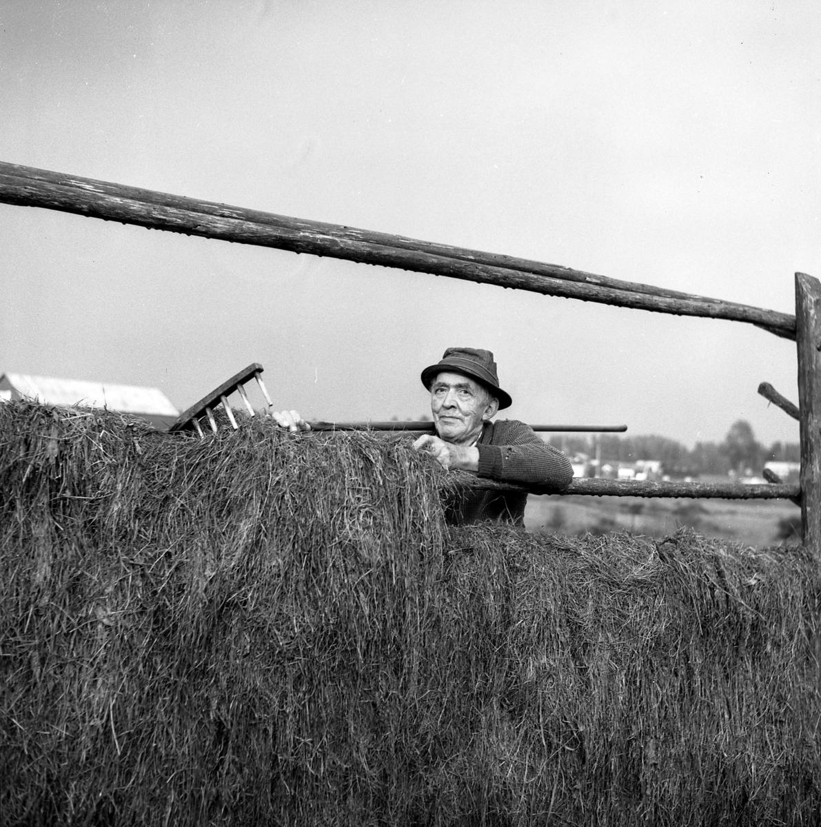 Olaf Flermoen fotografert på Flermoen i Trysil 6. 9. 1967. Han henger opp høy på hesja.