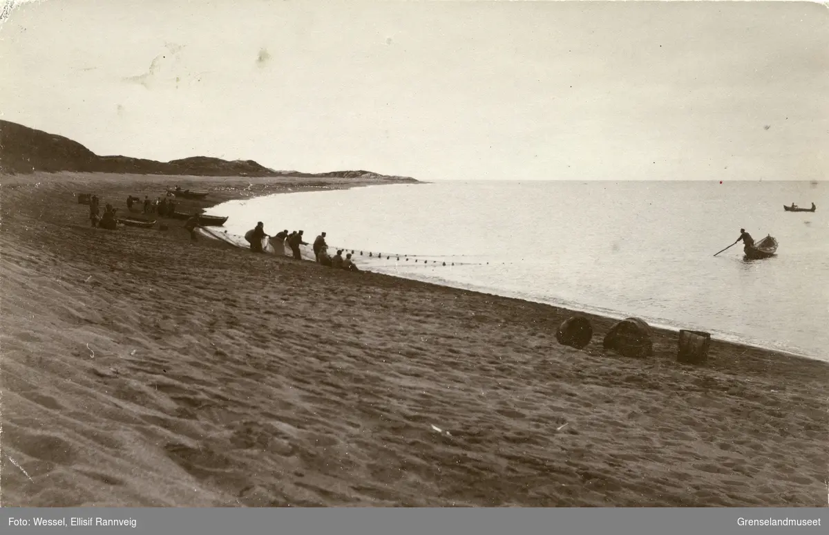 Siilfangst med dragnot utenfor elvemunningen i Grense Jakobselv 1905.