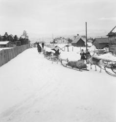 Tilbake til vidda etter vårmarkedet i Bossekop, 1939.
