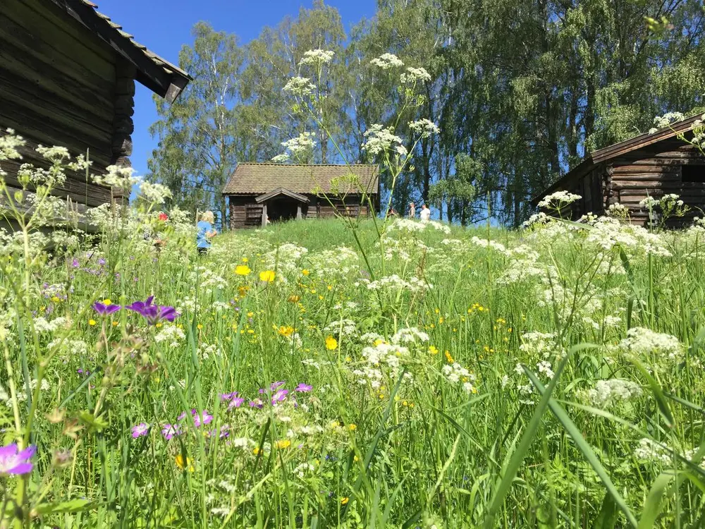 Bildet viser blomstring på Hvamshaugen.