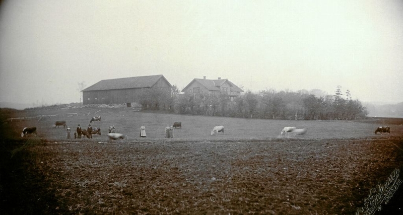 Ekans gård omkring 1905, Ikea låg bakom boningshuset.
