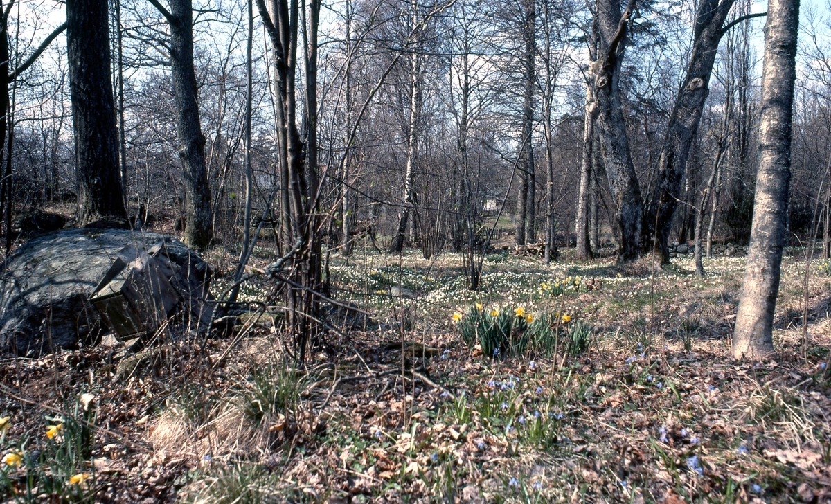 Vårblommor vid Tulebo Sörgård år 1980. Ängar vådade av Nils Dahlbeck.