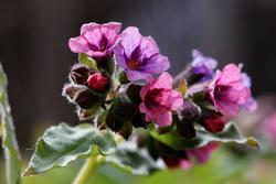 Lungeurt er en blomst med et fargestoff som bytter farge med PH-verdien, derfor kan den ha både rødlige og blålige blomster. (Foto/Photo)
