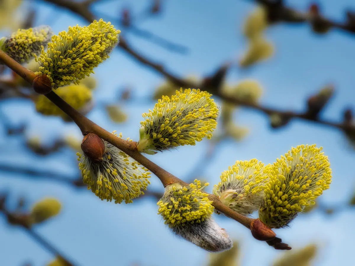 Nærfoto av seljeblomster , også kalt gåsunger.