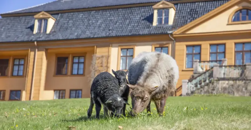 Sauer i parken foran hovedhuset på Bogstad Gård