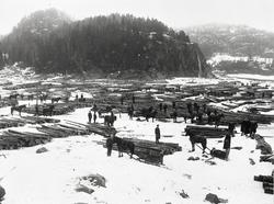 Tømmeropplag på Rambergevja i Tune. 
Oppsamling av tømmer fr