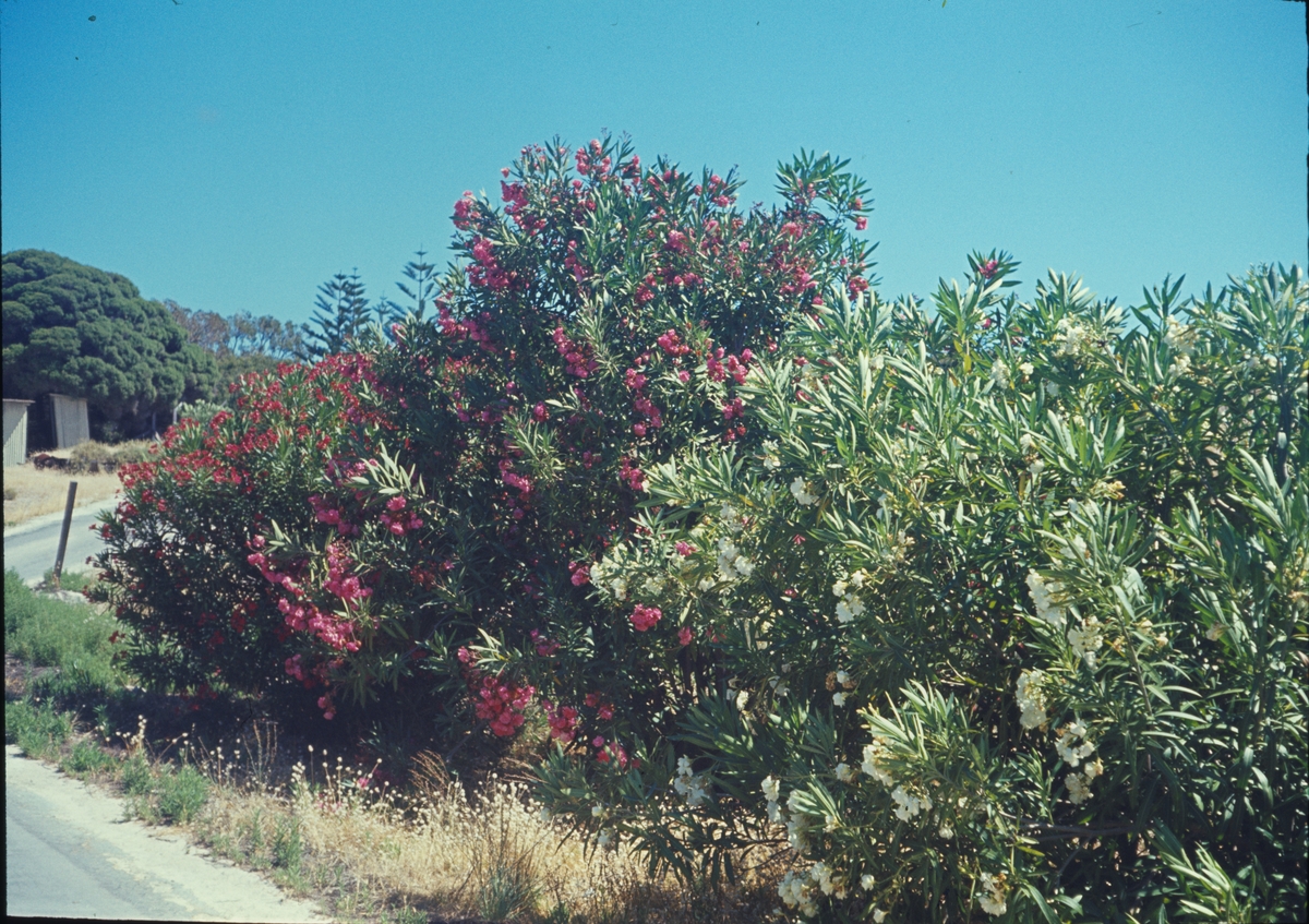 Bilden visar blommande vegetation på Rottnest island i Australien.
