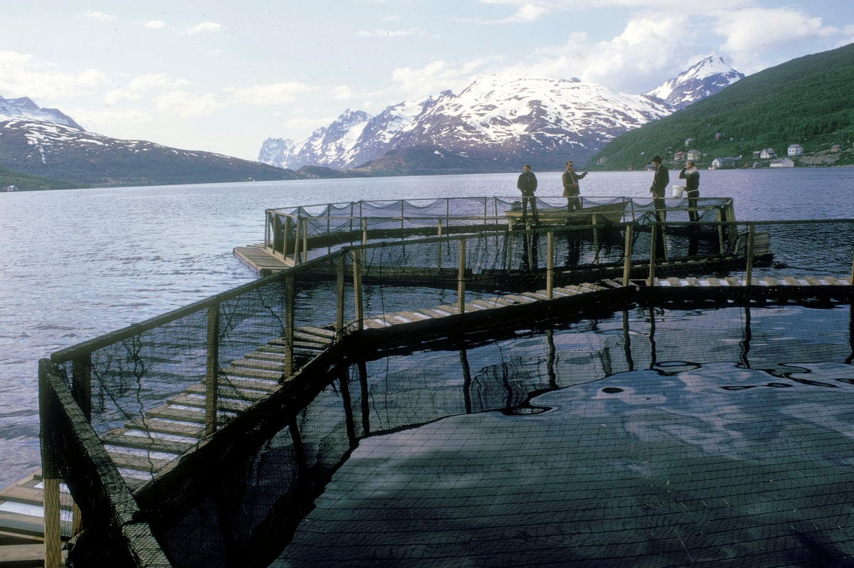 To merder ligger ved siden av hjerandre på sjøen. Fire mann står på dene ene merda og en båt ligger fortøyd. Helt til venstre står Einar Brun fra universitetet i Tromsø. Oppdretterens navn er Erling Jul Pettersen.
