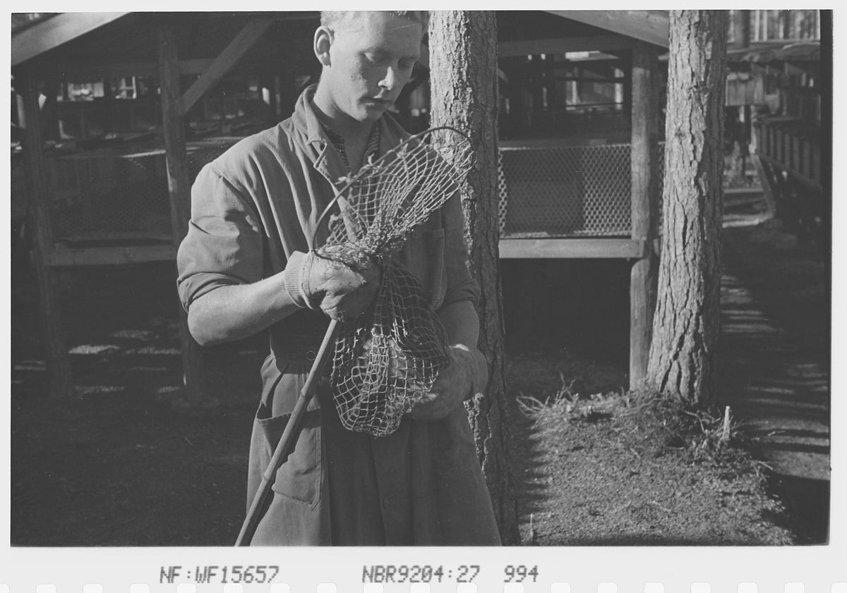 Mann med levende mink fra Jakhellns revegård. Fotografert 1942.