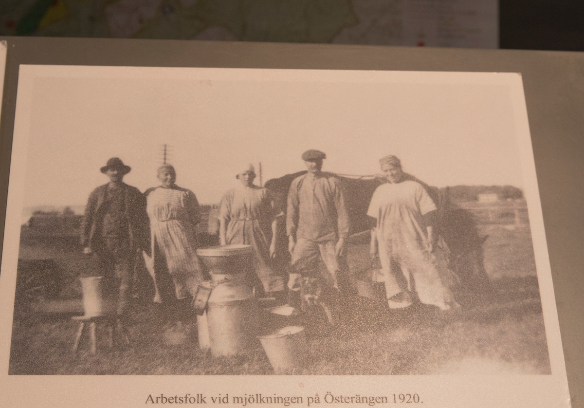Stadshistoriska utställningen i arkivhuset. Foto av arbetsfolk vid mjölkning på Österängen, 1920.