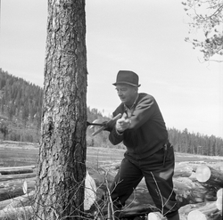 Herredsskogmester Arne Bretten borer med navar i en furustam