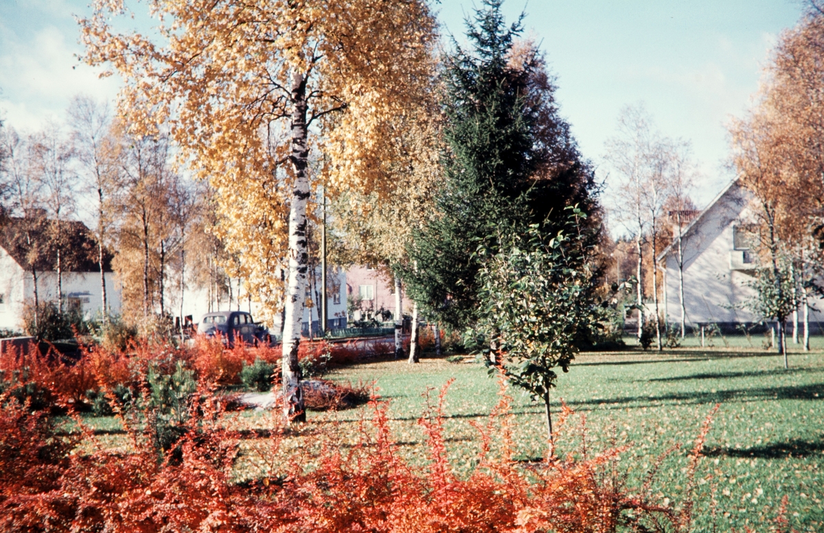 Villaområde på Väster. Villor och trädgårdar. Sent 1950-tal.