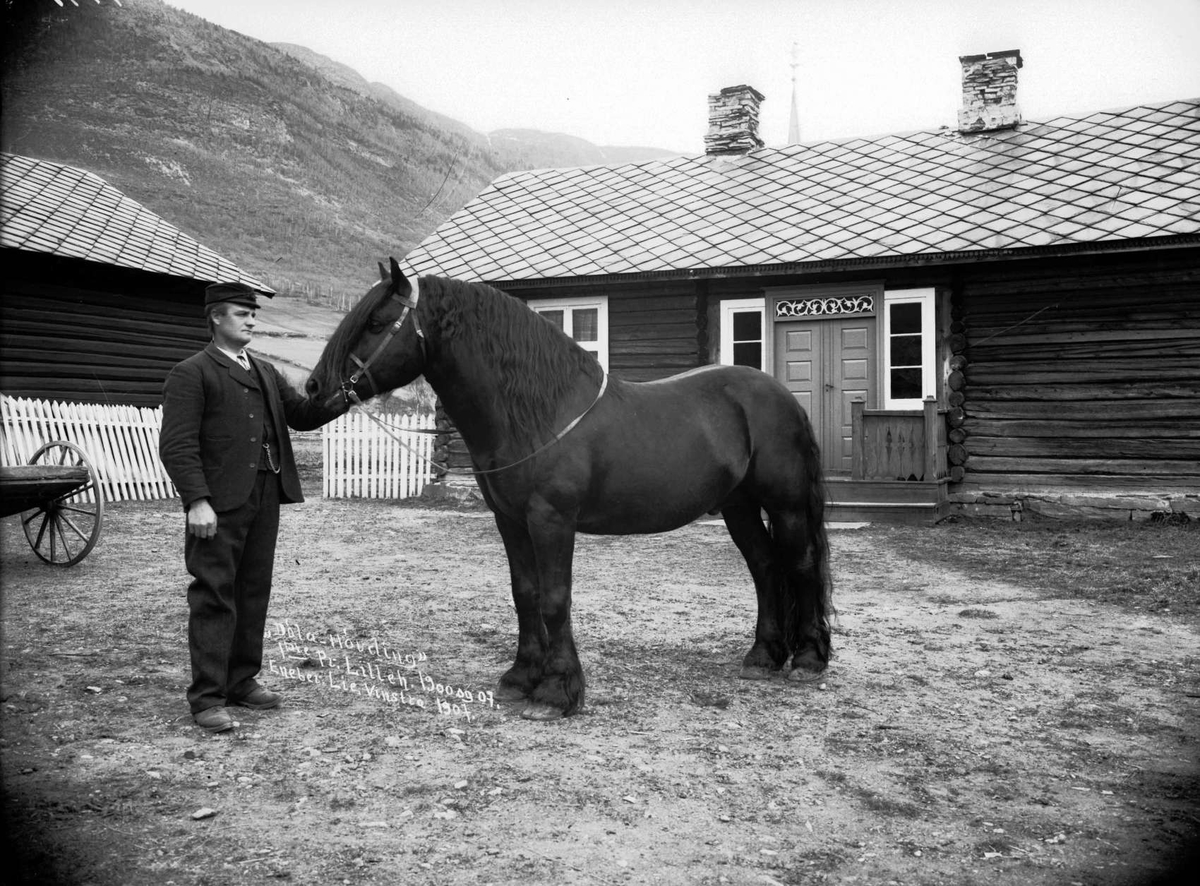Mann og hest på gårdstun, "Døla-Høvding" 1.premie på Lillehammer 1900 og 1907