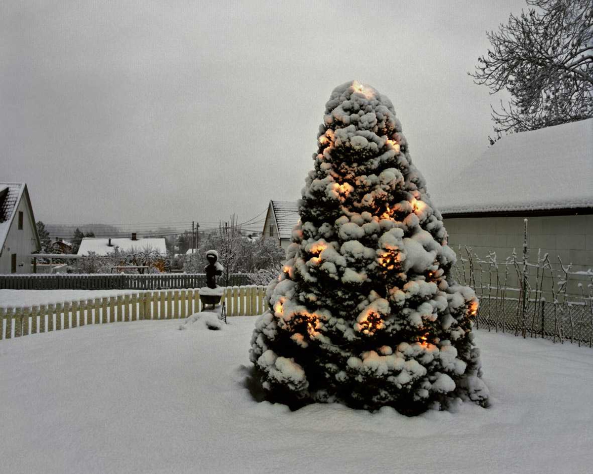 Julebelysning

Hvit julebelysning på kjeglegran i hage ved enebolig