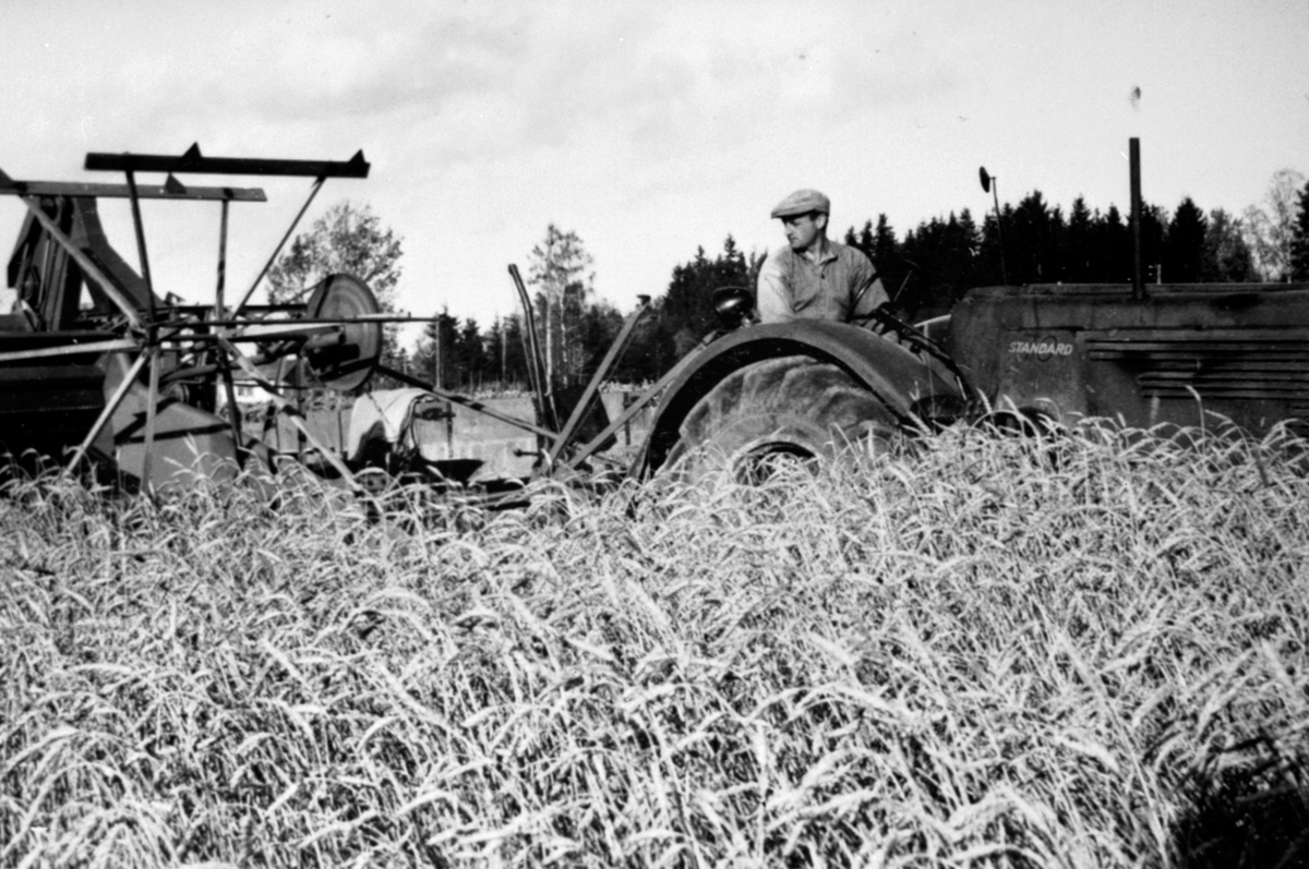 Skuronn på Tørud gård, Ringsaker. Gudbrand Tørud kjører Standard traktor med selvbinder.