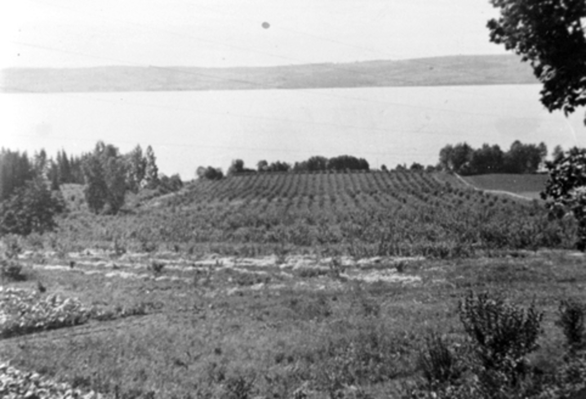 Fossum gård, Nes, Hedmark. Frukthagen i 1944.