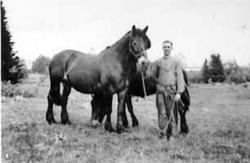 PORTRETT: MANN I ARBEIDSTØY MED HESTER, NØTTESTAD NORDRE