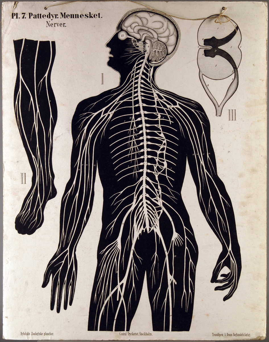Menneskets nervesystem.