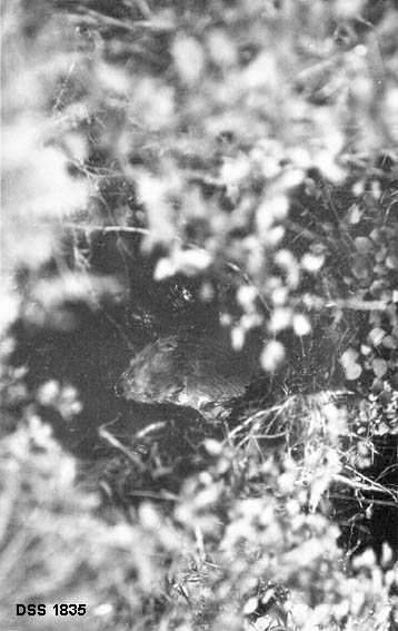 Utsetting av bever ved Åmottjern på Songli jaktklubbs eiendom.  Bildet viser hodet på en bever i litt uskarpe omgivelser. 