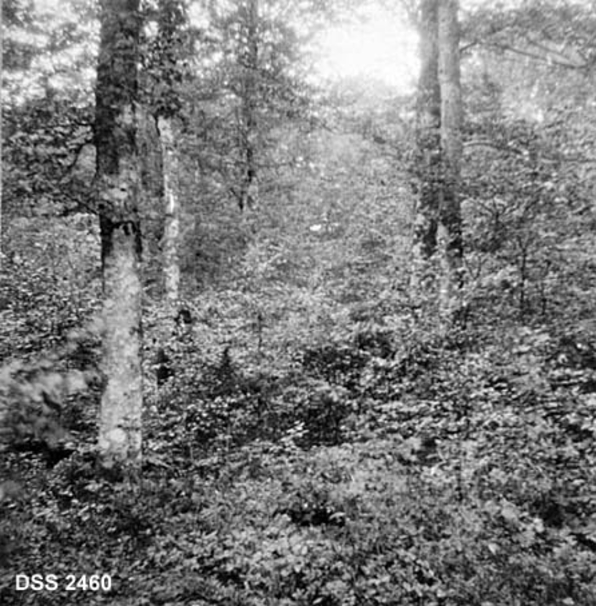 Toaldret bøkebestand i Stokke prestegardsskog. Fotografiet viser store trær med underskog av småtrær og kratt.