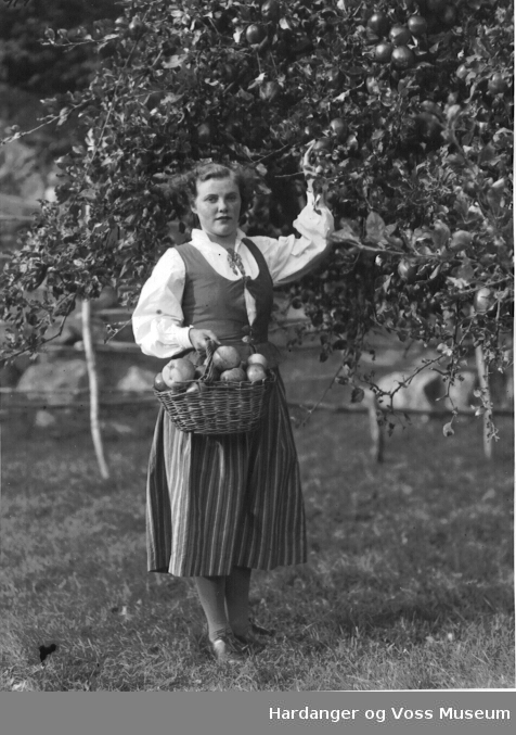 Kvinne som haustar eple, ukjend