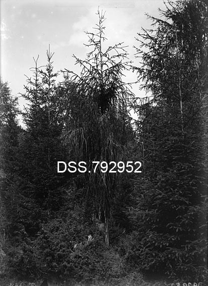 Hengegran i Steinsåsen i Stange prestegardsskog på Hedmarken, fotografert i 1911.  Vi ser ei forholdsvis stor hengagran midt på bildeflata. Ordinær gran på sidene, einerkratt i forgrunnen.