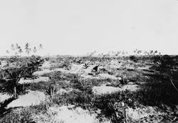 Mosambik 1914. Nyplantinger på en av prazoene til Société du