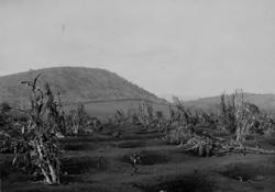 Fra en av URCELs plantasjer i Uganda.