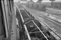 Transport av reinsdyr med tog