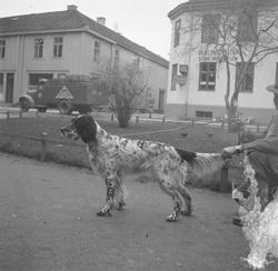 Einar Møllers hund. Engelsksetter
