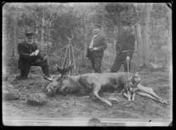 Tre menn har felt en elgokse. Reproduksjon