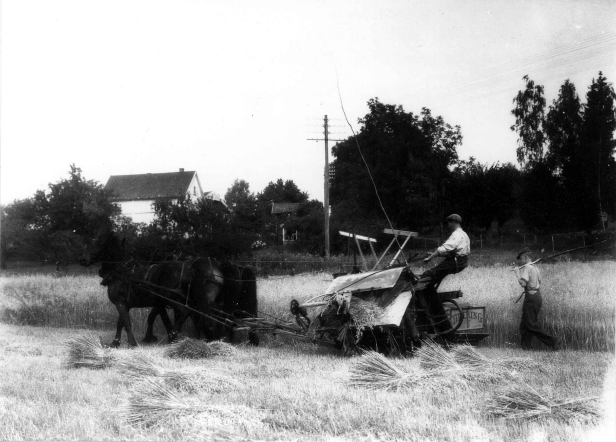 Lagerud gård, Bærum, Akershus, august 1936. Selvbinder i havreåker. Thomas Hjelle kjører, Gunnar Bern går og "legger" over små legdepartier.