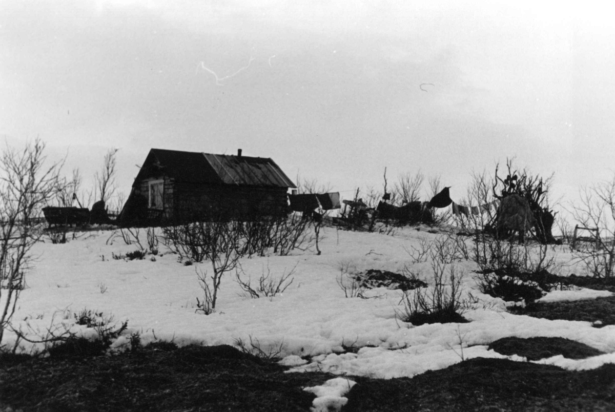 En reindriftsames hus, antagelig i Kautokeino, 1957.