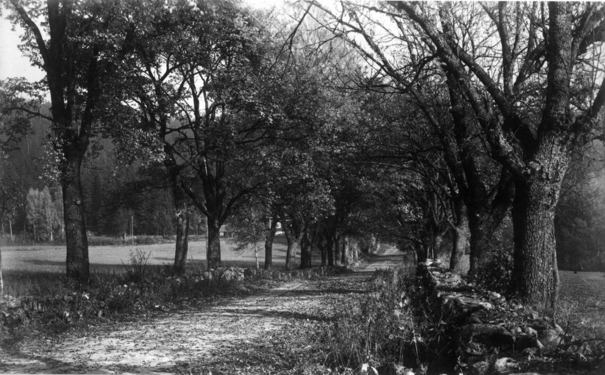 Fra Bogstad ca. 1923. Parken. Allé