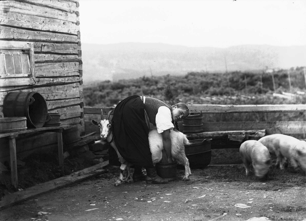 Kvinne i nasjonaldrakt melker geit ved seter. To griser ved siden av.