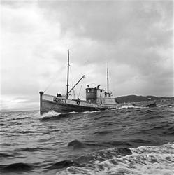 Ålesund, februar 1959, sildefiske. Fiskebåt.