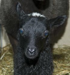 Serie av bilder fra sauefjøset på Bygdø Kongsgård. Gammel no
