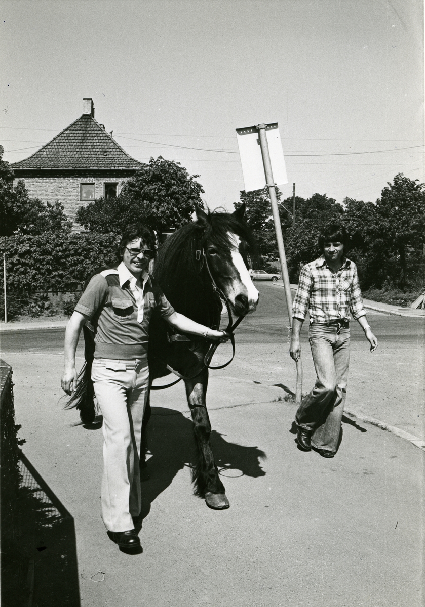 Hest utenfor fabrikken på Hovin. Tiedemanns tobakksvogner i forbindelse med Tiedemanns Tobaksfabriks 200-årsjubileum i 1978.