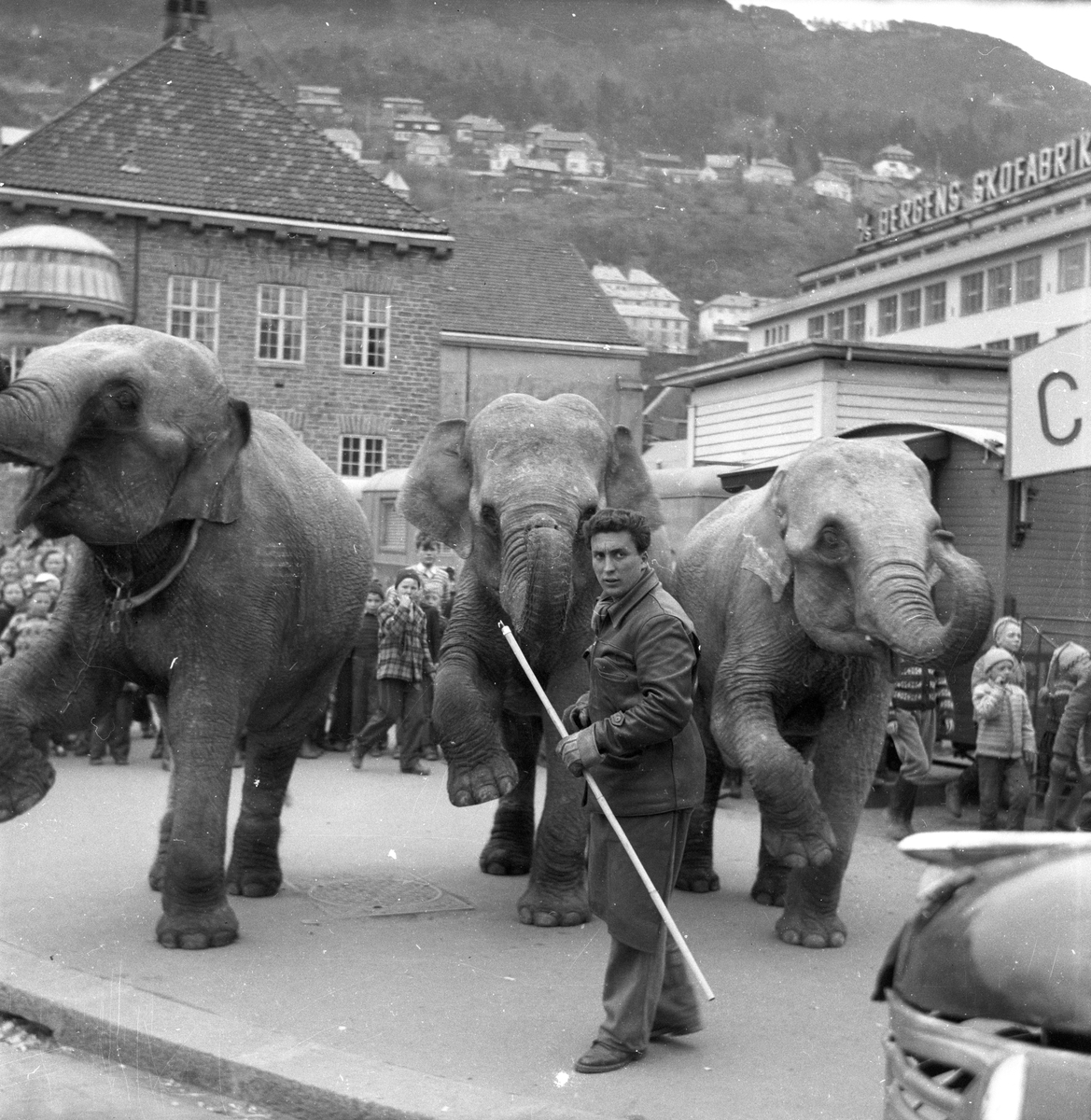 Elefanter i Bergen sammen med dyretemmer.
Fotografert 1956.