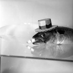 Mann som later som skal spise rå makrell.
Fotografert 1954.