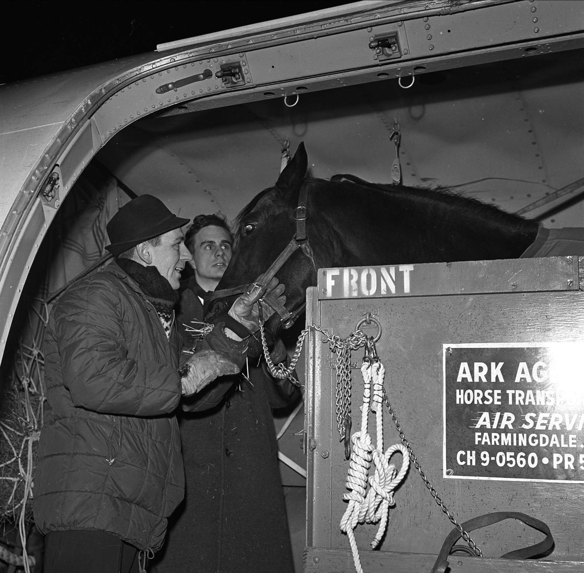 Travhest. Fraktet med fly fra U.S.A til Fornebu Lufthavn, desember 1962.
