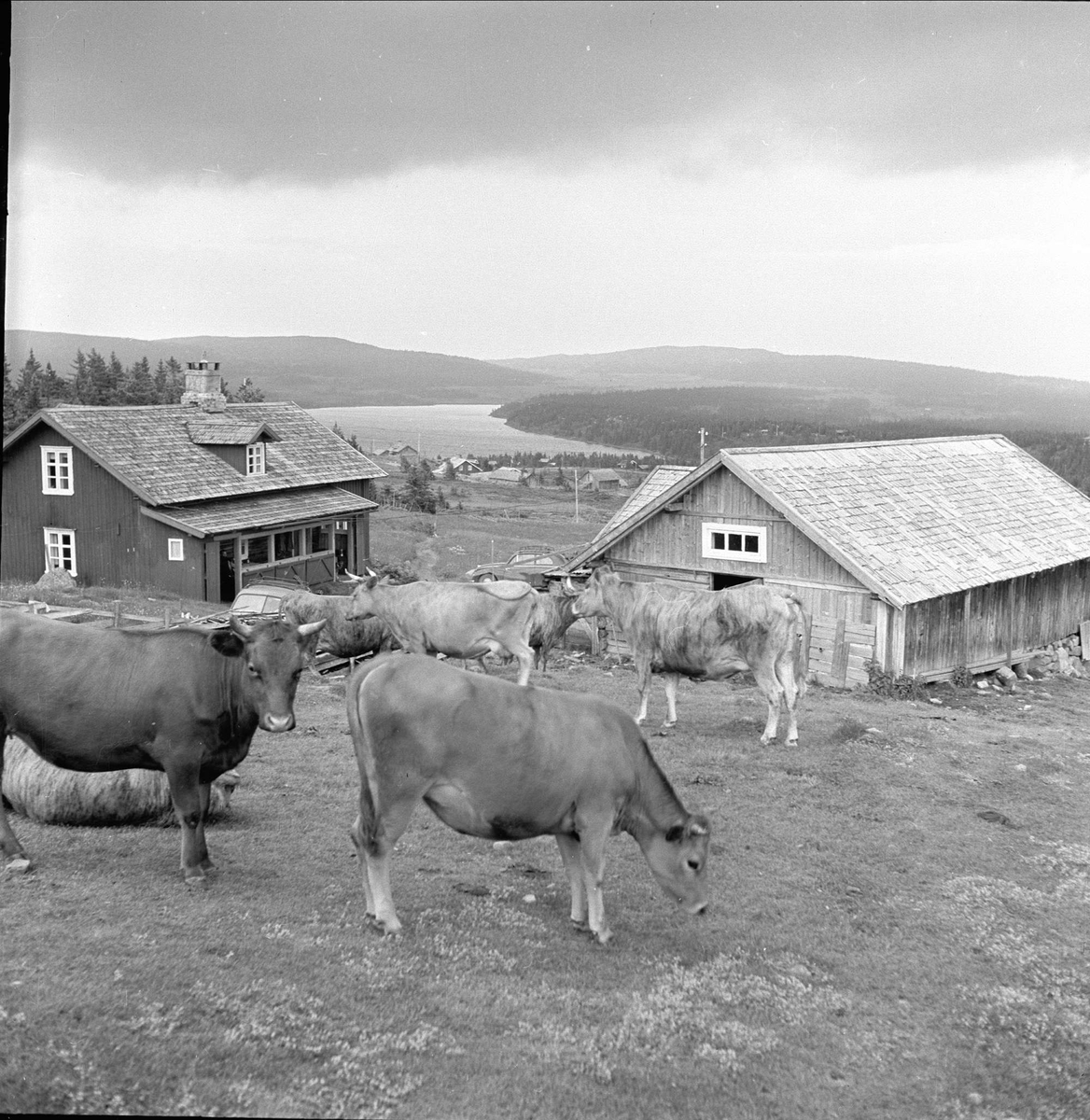Sjusjøen, Ringsaker, Hedmark, juli 1954. Fjellandskap med seter og kuer.