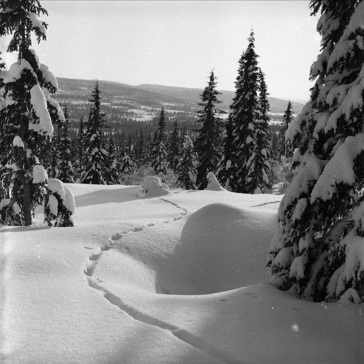 Trysil, Hedmark, februar 1955. Vinterskog, dyrespor i snø.