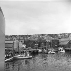 Tromsø, Troms, april 1963. Havna med fiskebåter.