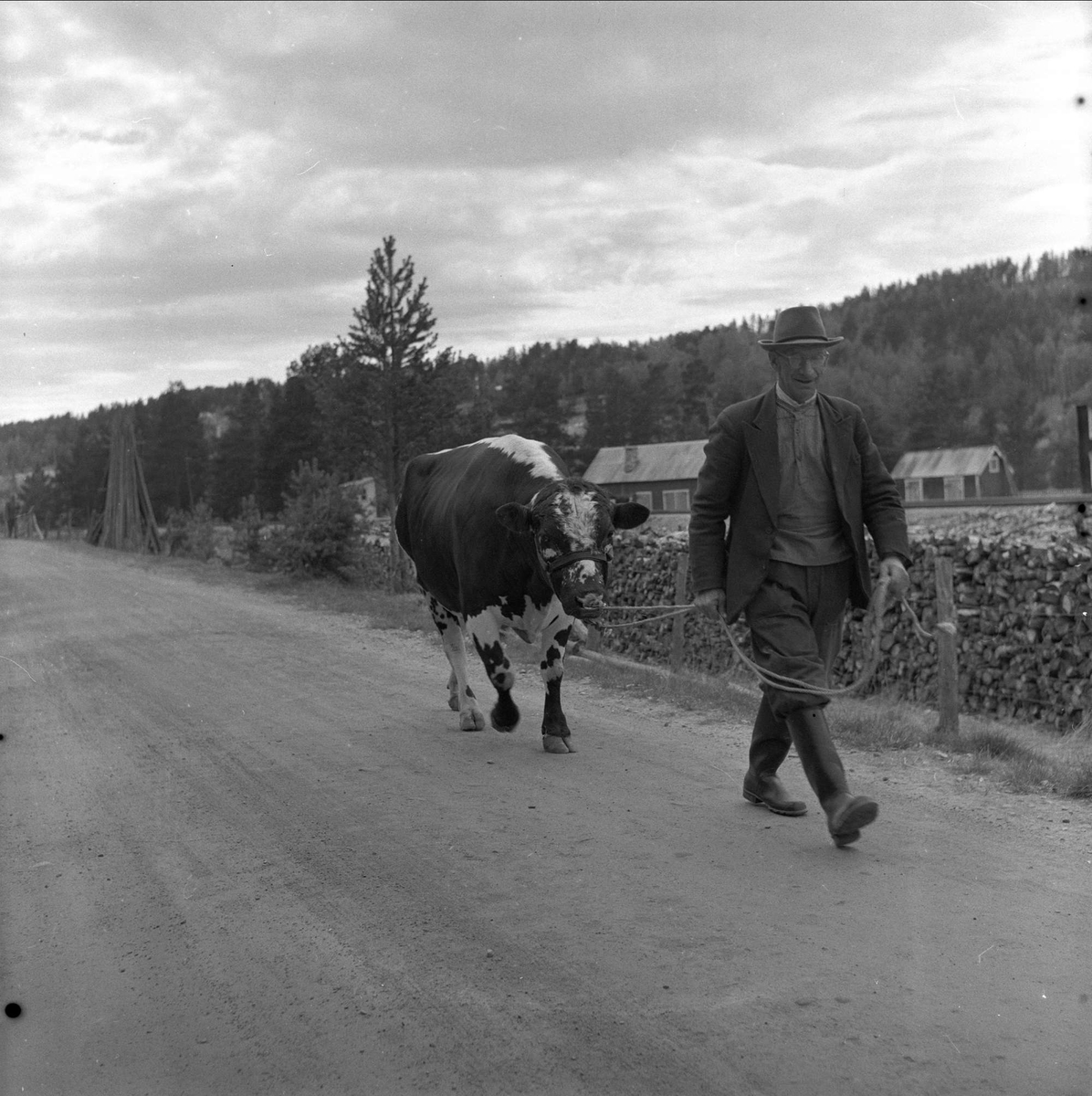 Tolga, Hedmark, 14.08.1958. Fesjå. Mann med ku.