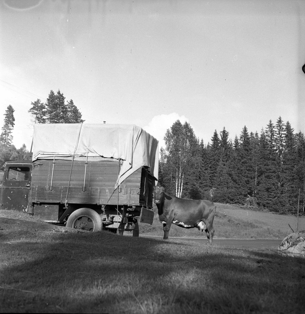 Sinsen, Oslo, juli 1954. Lastebil og ku.