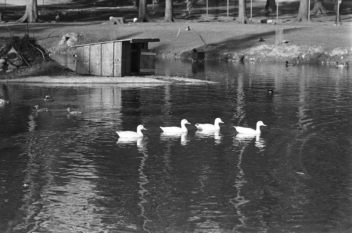 Fra Oslo juni 1962. Fire hvite ender svømmer på rekke og rad i dammen på Ballsletta.