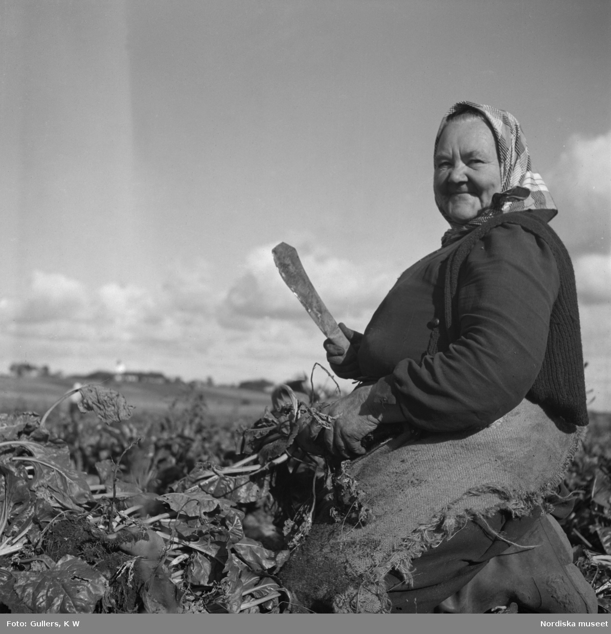 Äldre kvinna med en kniv som skördar sockerbetor i Skåne