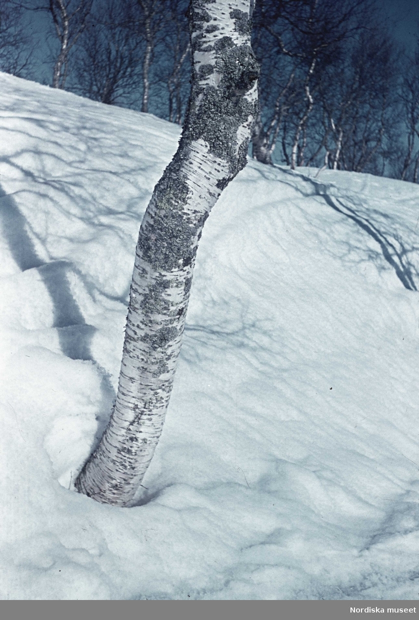 Björkstam mot vit snö.